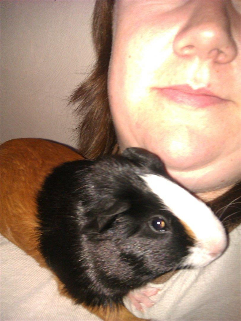 Marsvin Holger billede 14