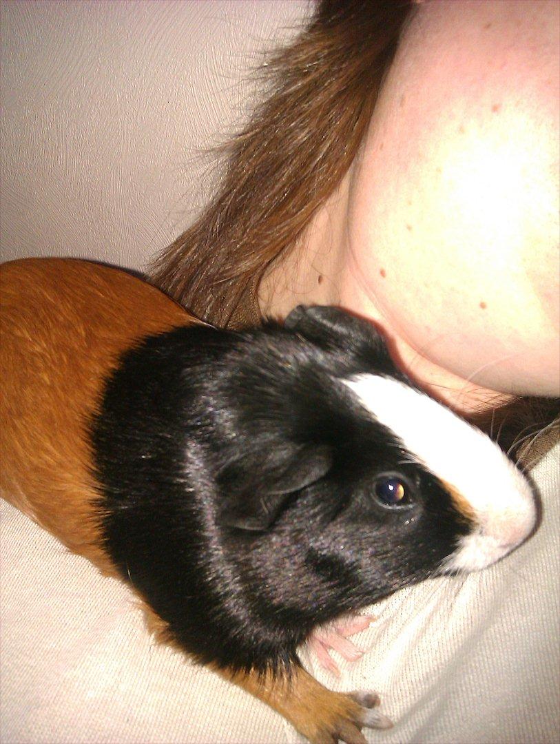 Marsvin Holger billede 15