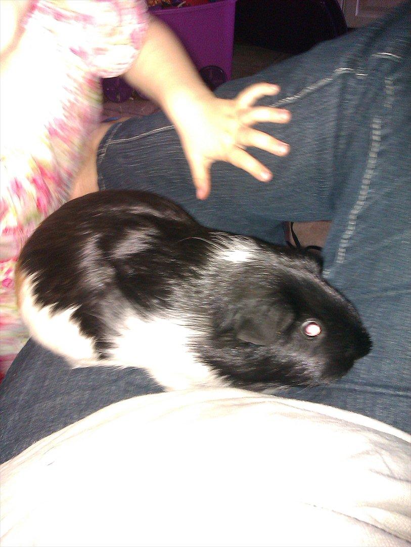 Marsvin cirkeline billede 8