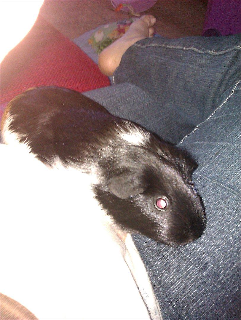 Marsvin cirkeline billede 9