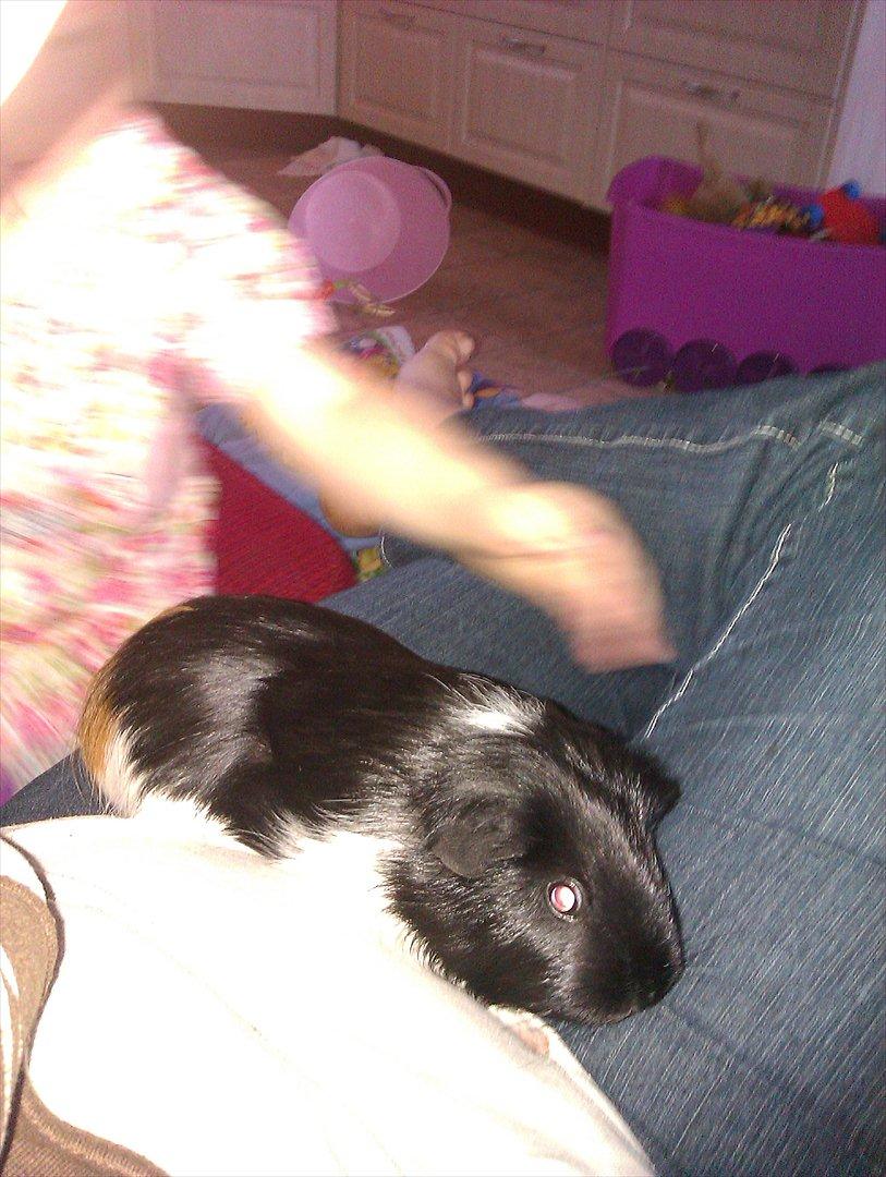 Marsvin cirkeline billede 10