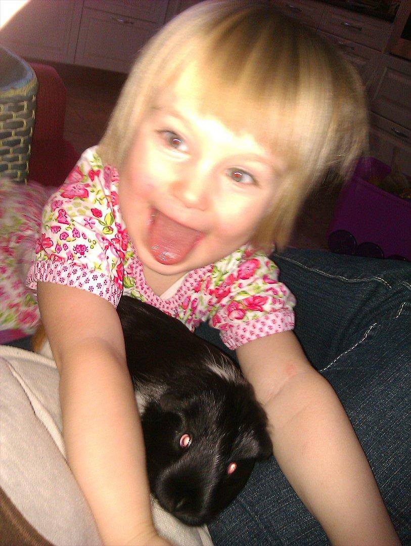 Marsvin cirkeline billede 11