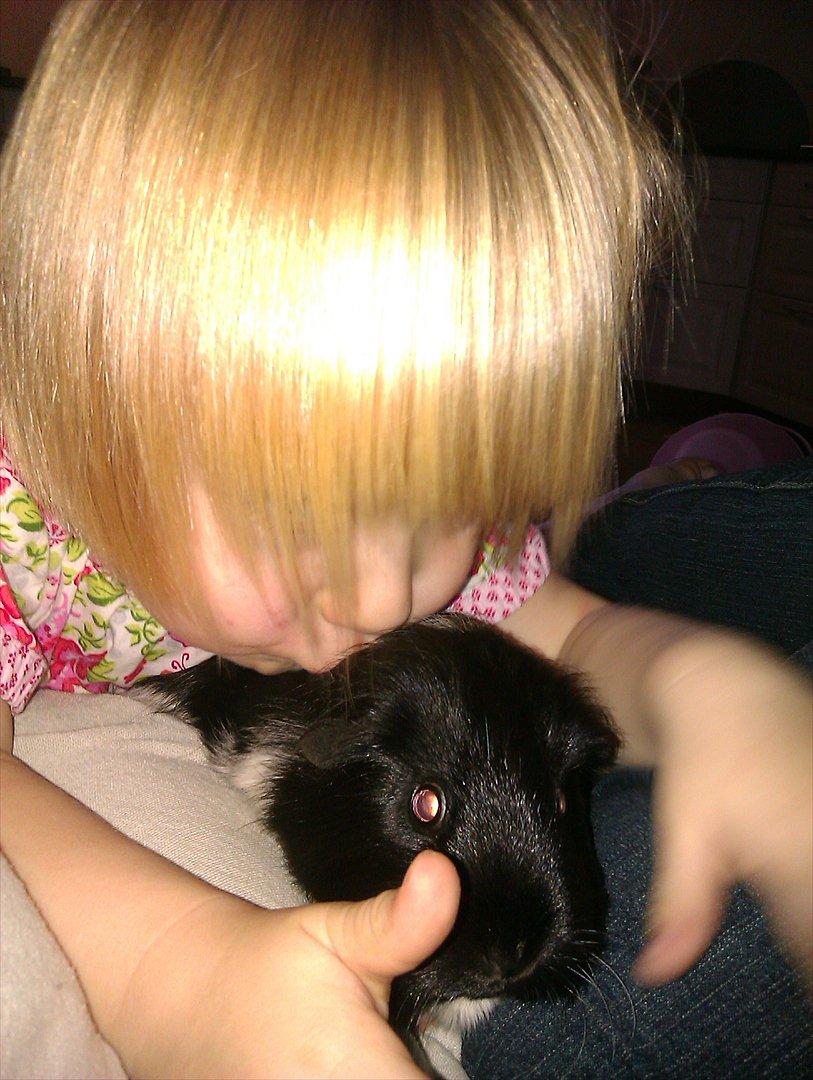 Marsvin cirkeline billede 12