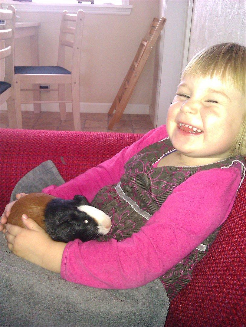 Marsvin Holger billede 2