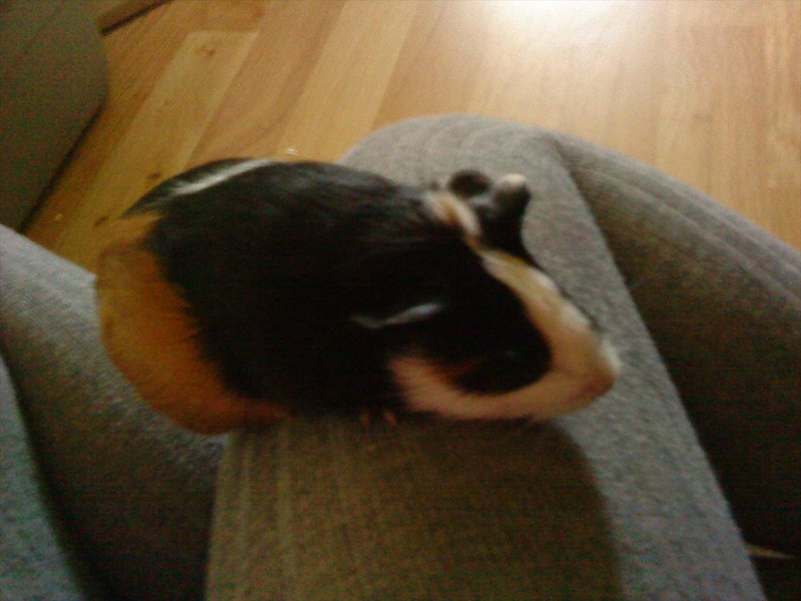 Marsvin Snuske billede 4