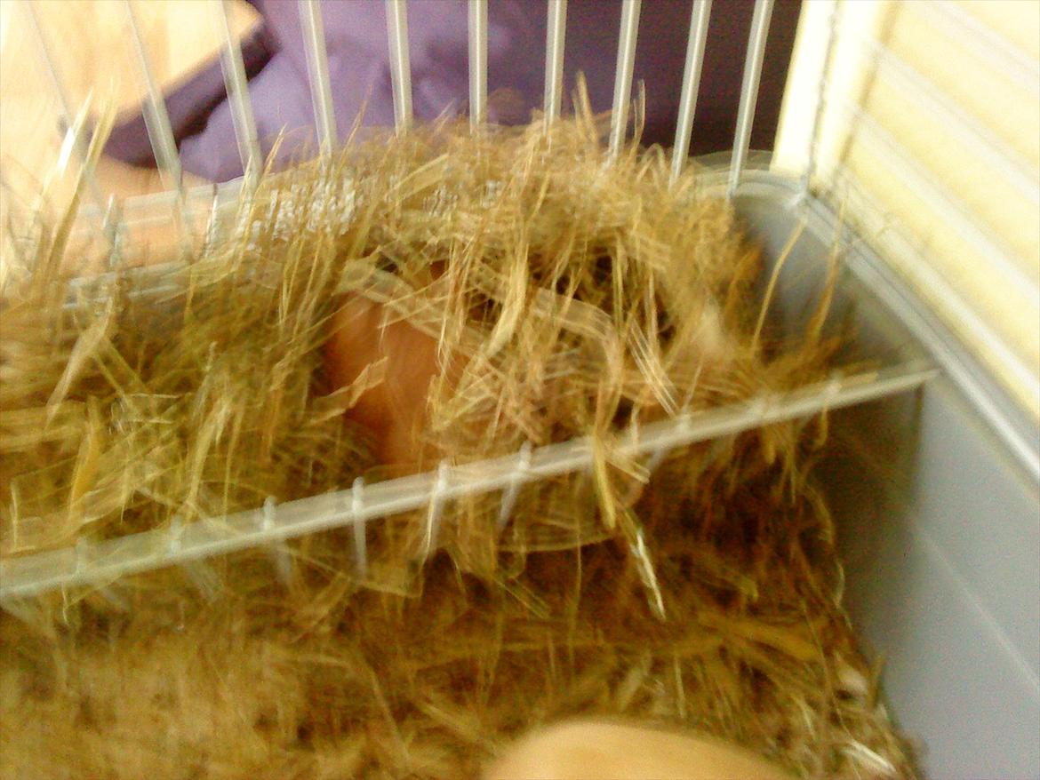 Marsvin Snuske - Da hun kom <3 billede 5