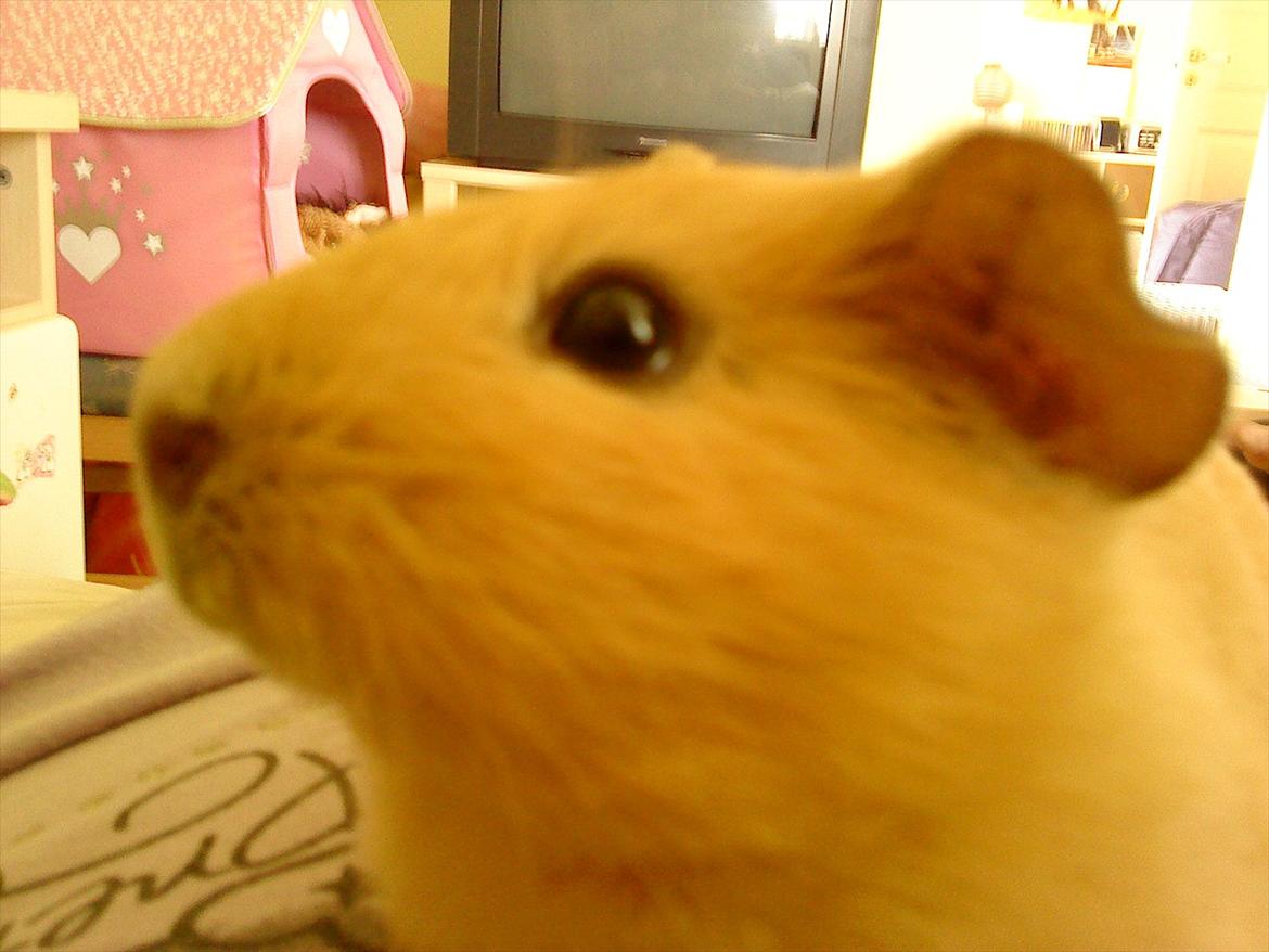 Marsvin Snoppy [Delle dyret] billede 1