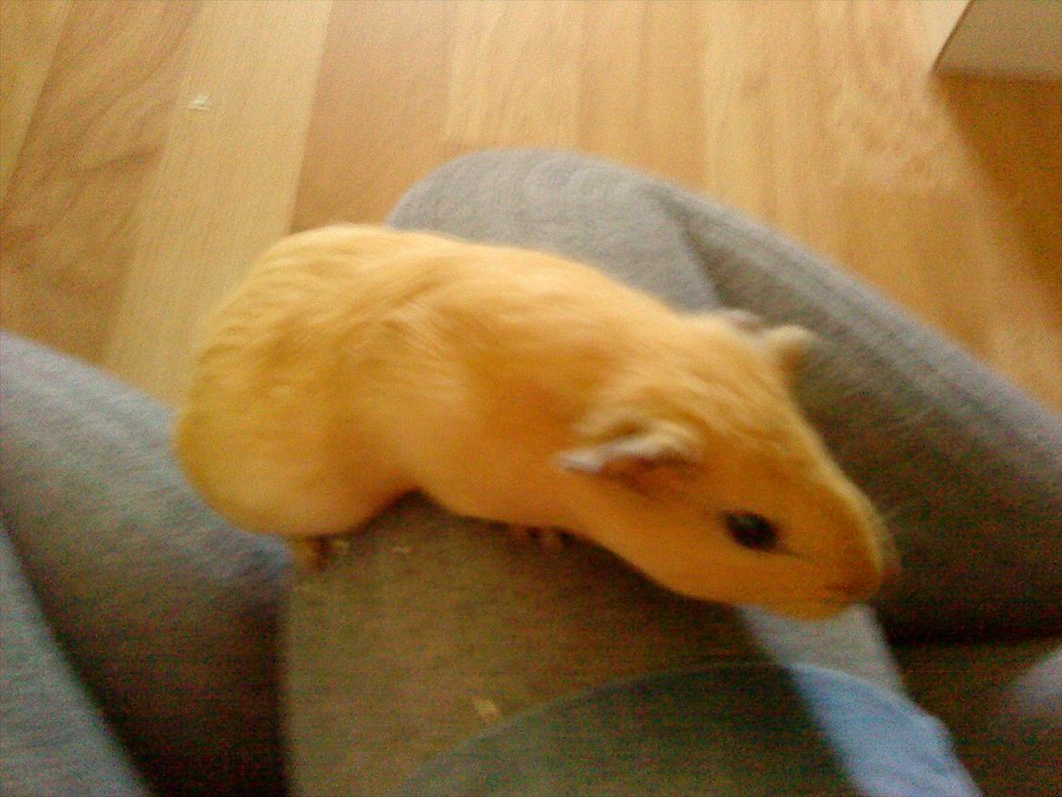 Marsvin Snoppy [Delle dyret] - Da hun lige var kommet <3 billede 2