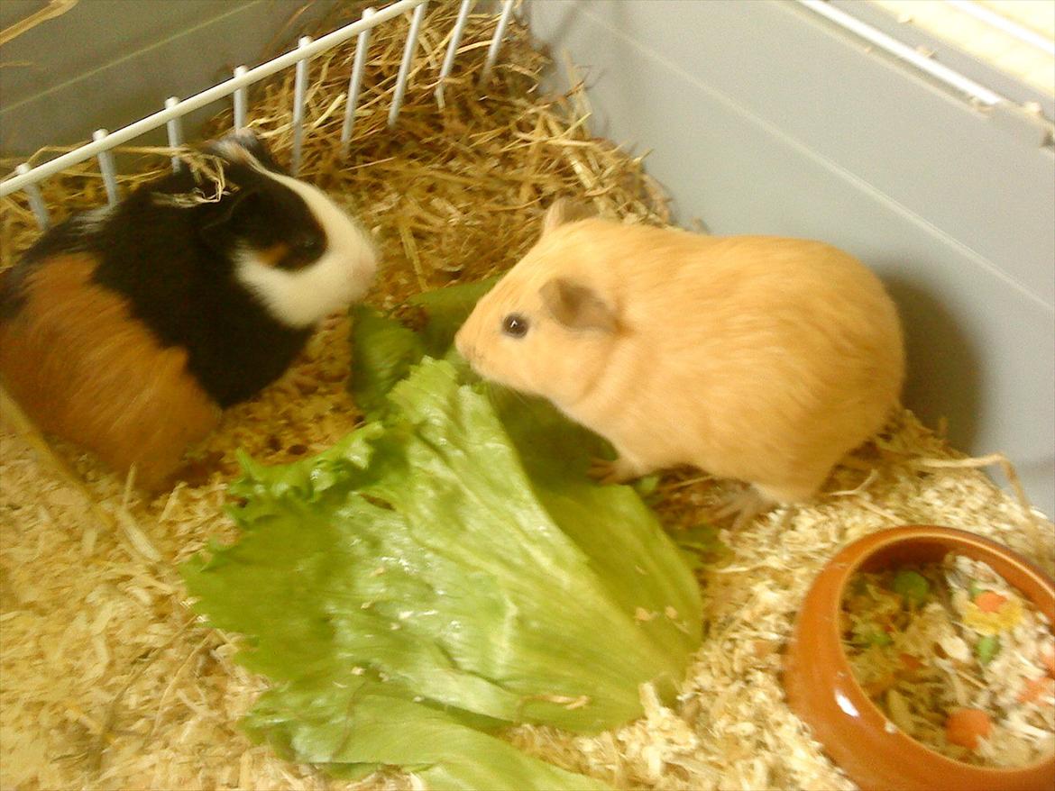 Marsvin Snoppy [Delle dyret] - Da de lige var kommet <3 billede 3