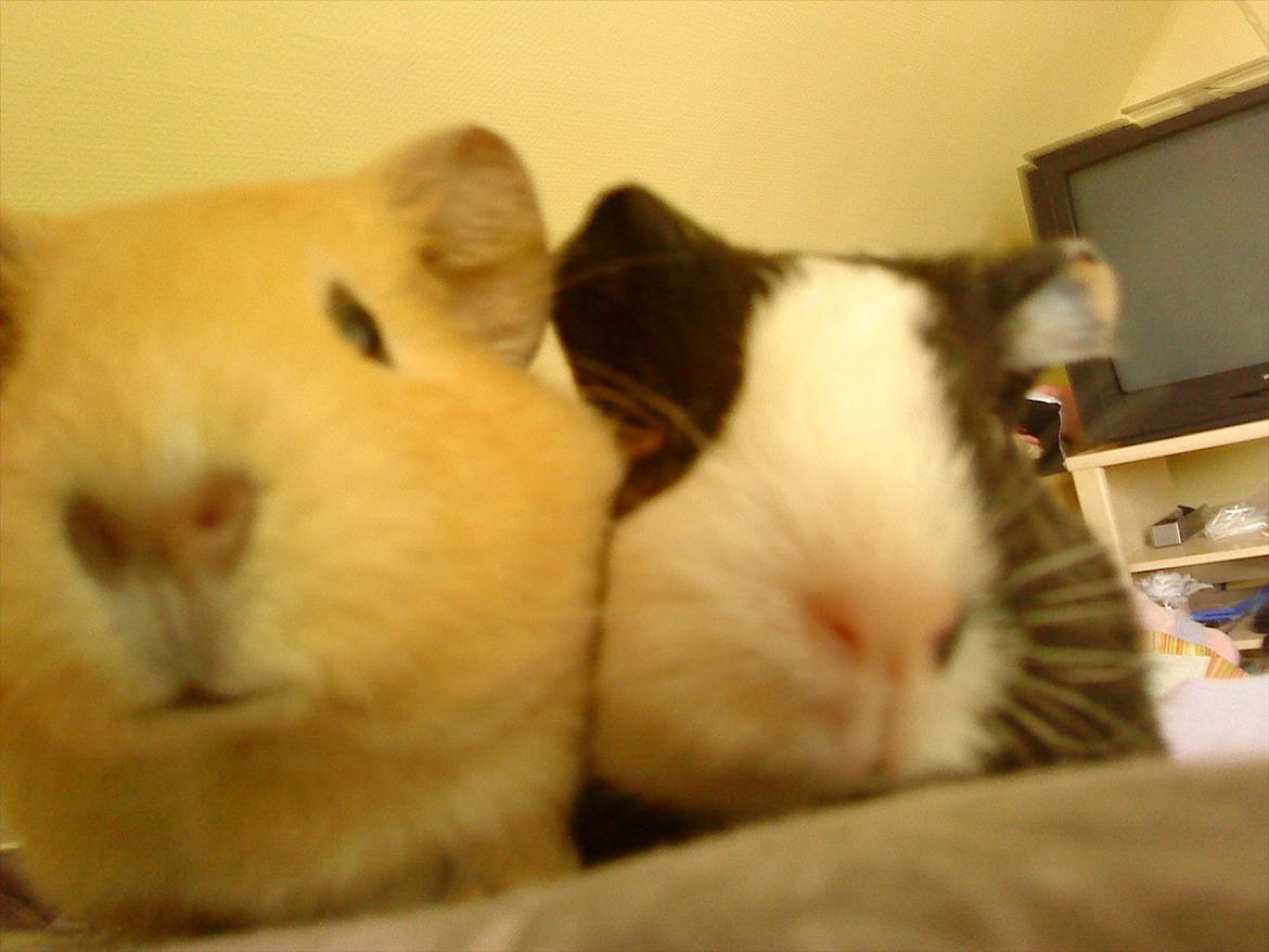 Marsvin Snoppy [Delle dyret] billede 4