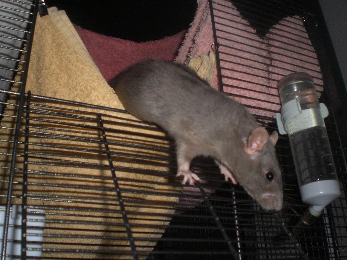 Tamrotte Altura RIP - 1/11-11. billede 18