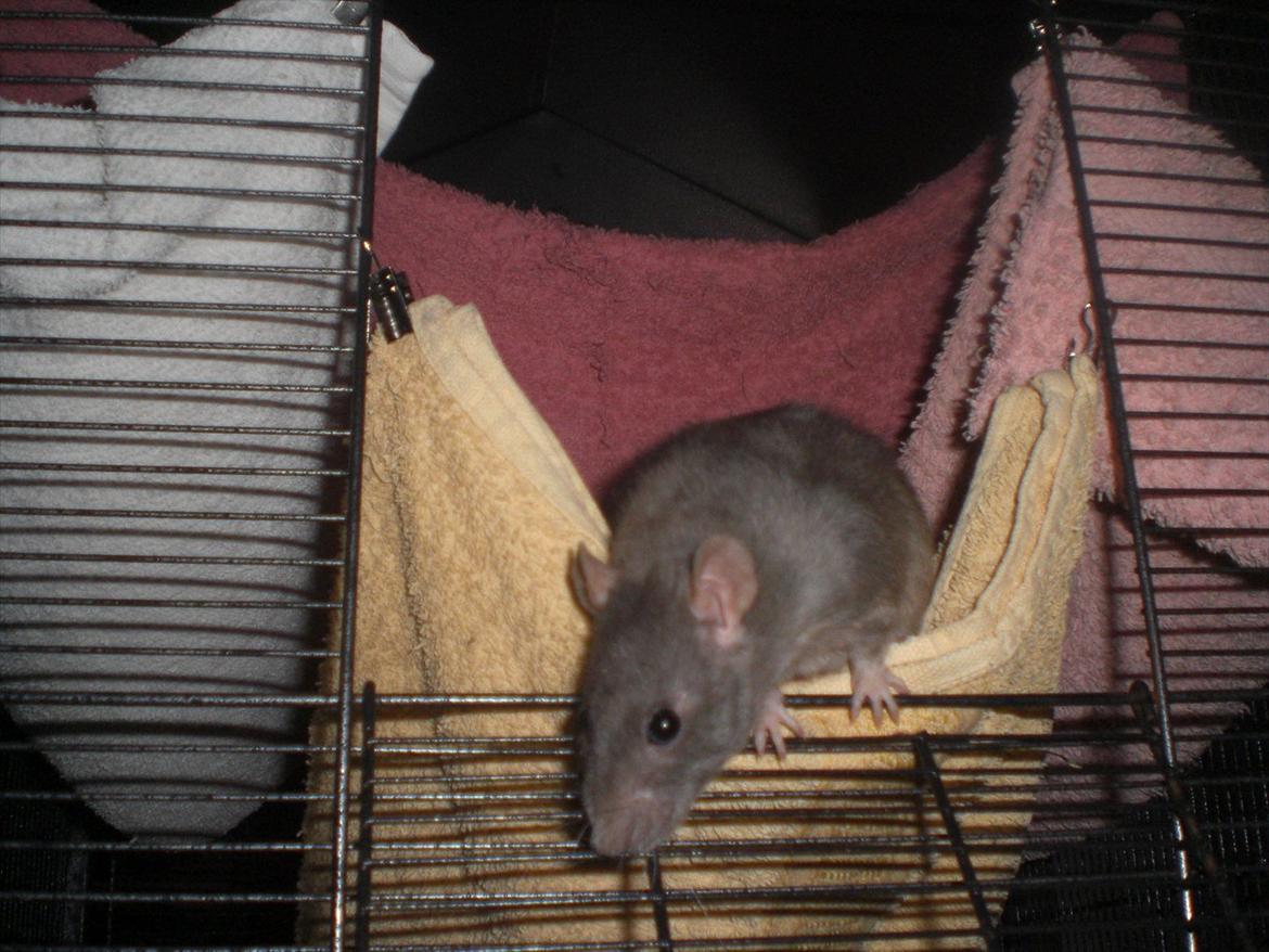 Tamrotte Altura RIP - 1/11-11. billede 19