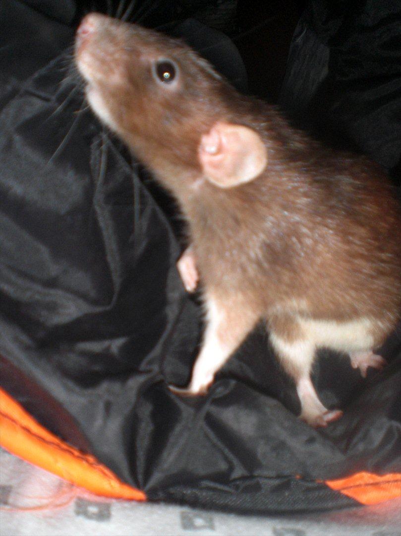 Tamrotte Vita RIP - 1/11-11. billede 19