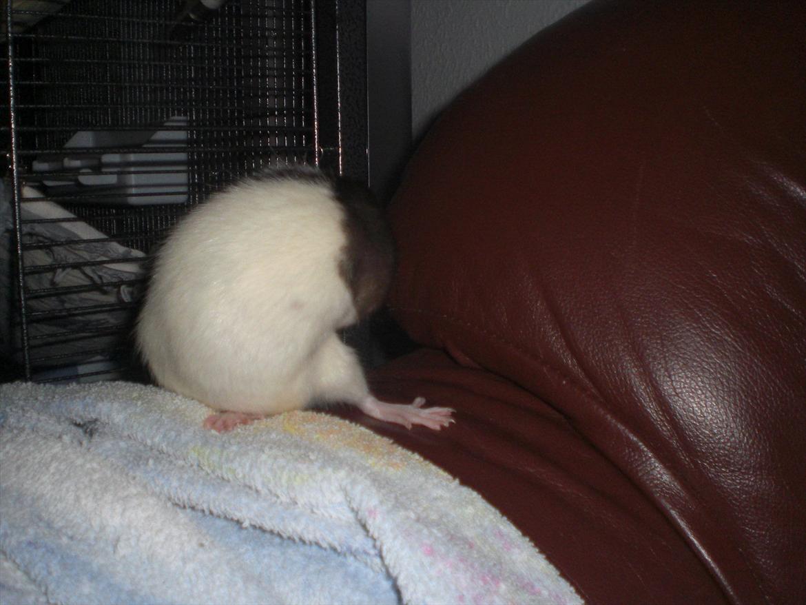 Tamrotte Yasmin RIP - 1/11-11. billede 11