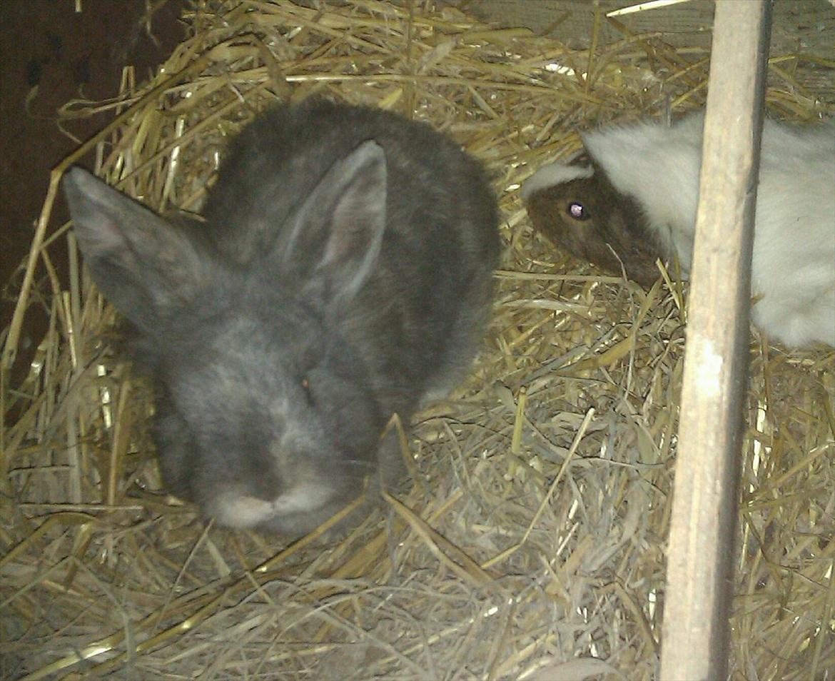 Kanin Mille min prinsesse<3(løbet væk) billede 7