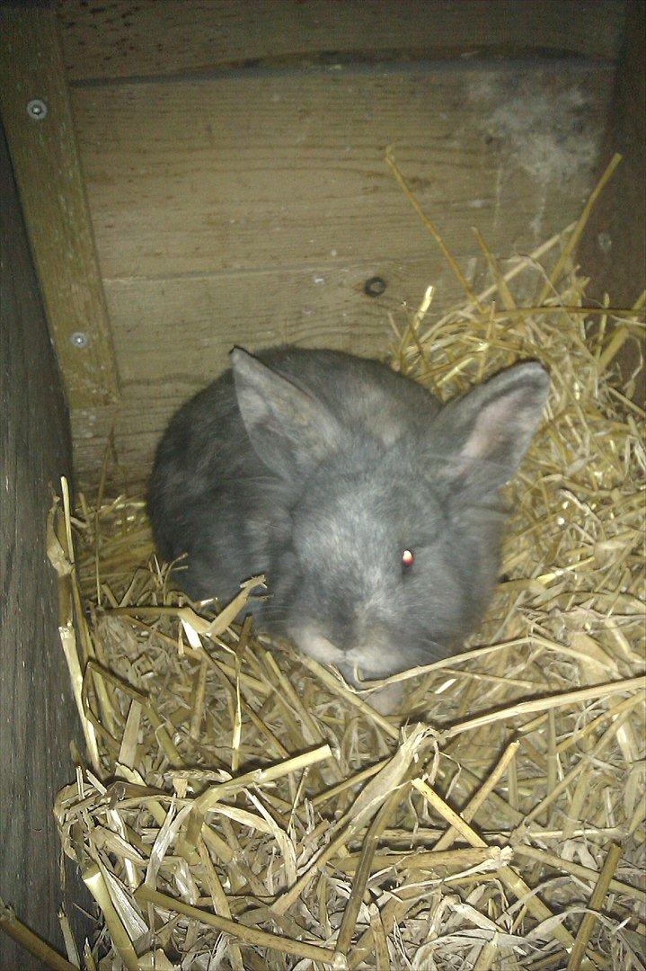 Kanin Mille min prinsesse<3(løbet væk) billede 6