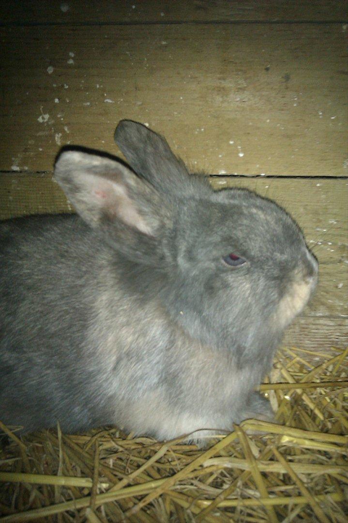 Kanin Mille min prinsesse<3(løbet væk) billede 8