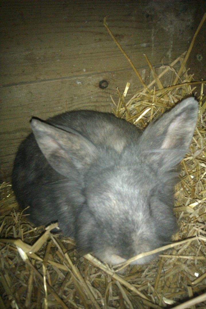 Kanin Mille min prinsesse<3(løbet væk) billede 9