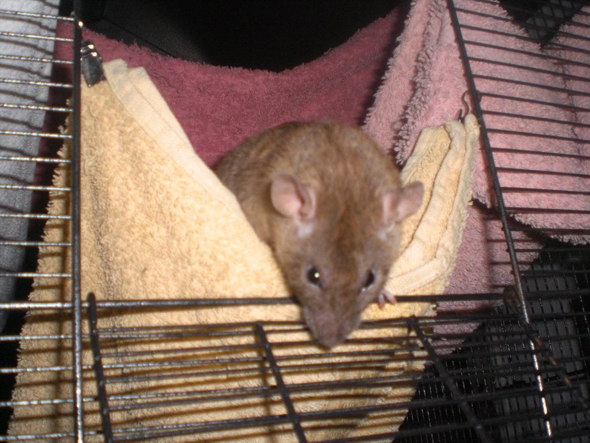 Tamrotte Faith RIP - 1/11-11. billede 18