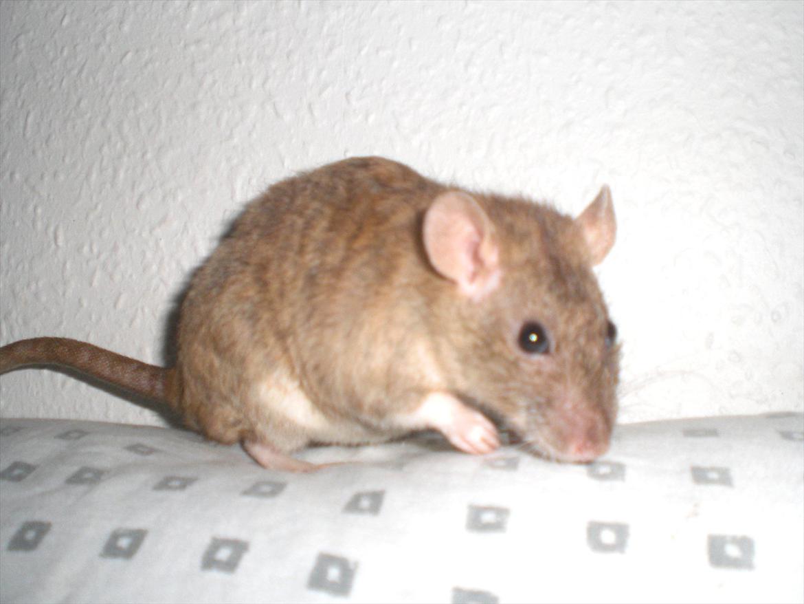 Tamrotte Faith RIP - 1/11-11. billede 19