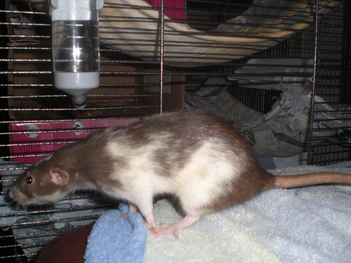 Tamrotte Dixie RIP - 1/11-11. billede 2