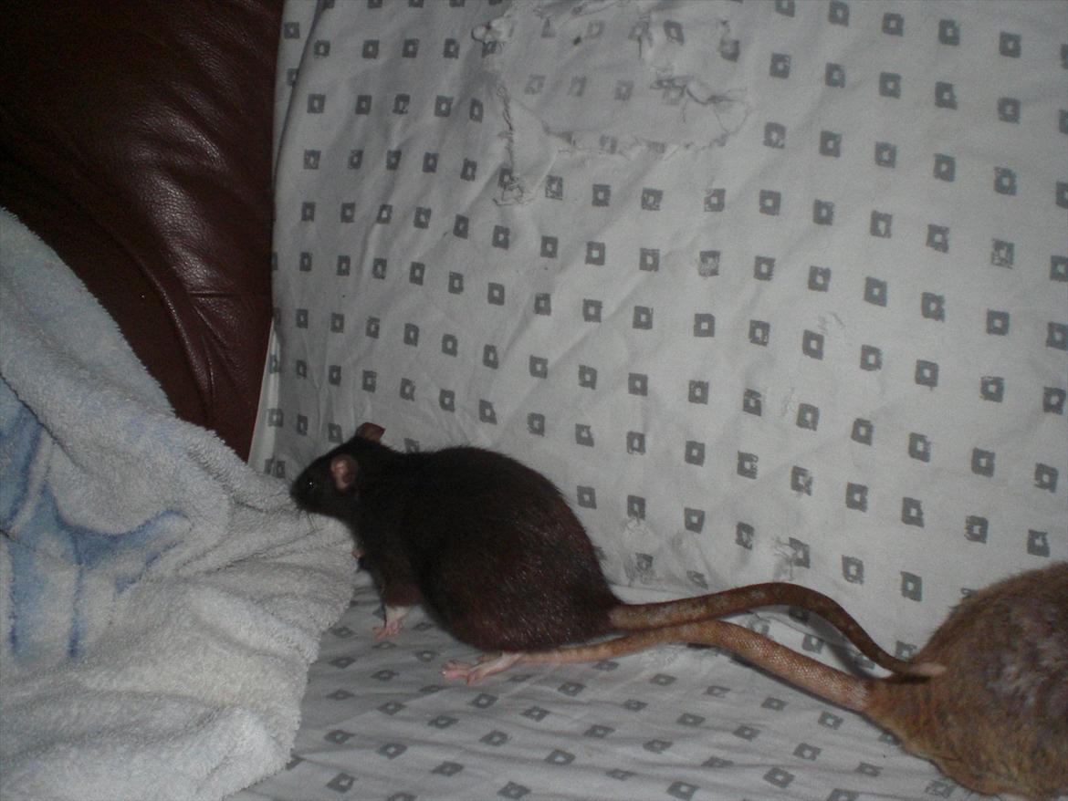 Tamrotte Zukkie RIP - 1/11-11. billede 1