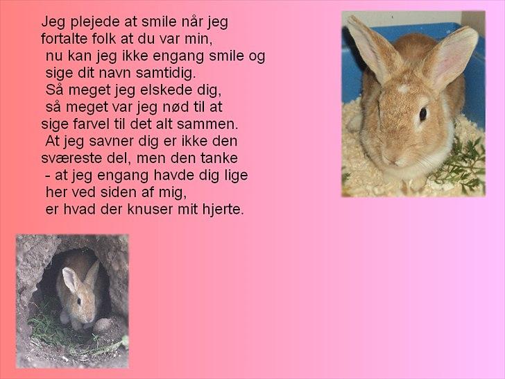 Kanin Noname<3*SAVNET* billede 1