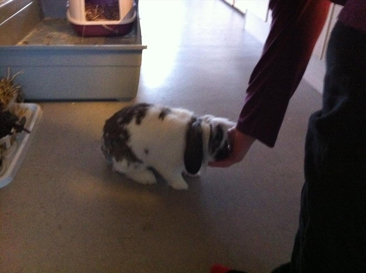 Kanin Tarzan Elvis Kløvedal *R.I.P* - lidt tørret banab gør godt :P billede 1