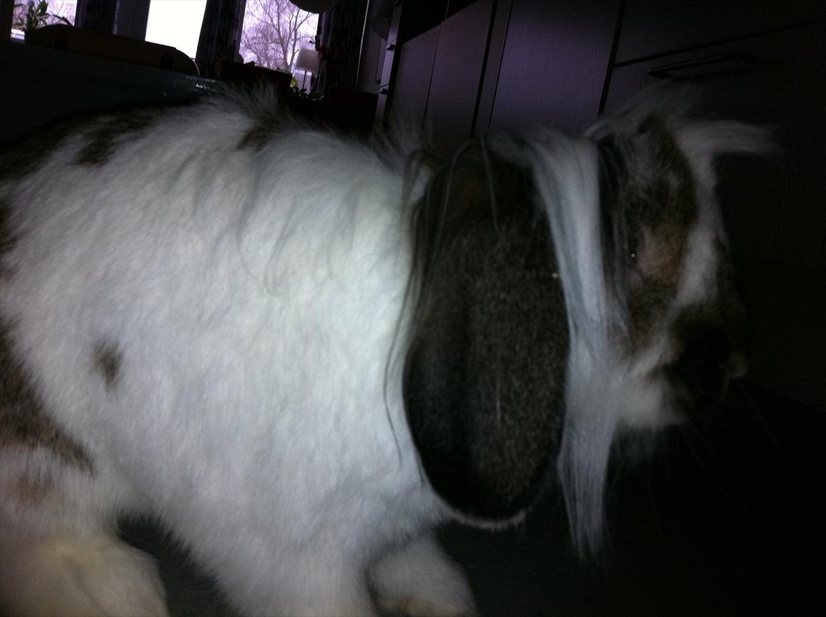 Kanin Tarzan Elvis Kløvedal *R.I.P* - Hvad er det du har i hånden? xD billede 2