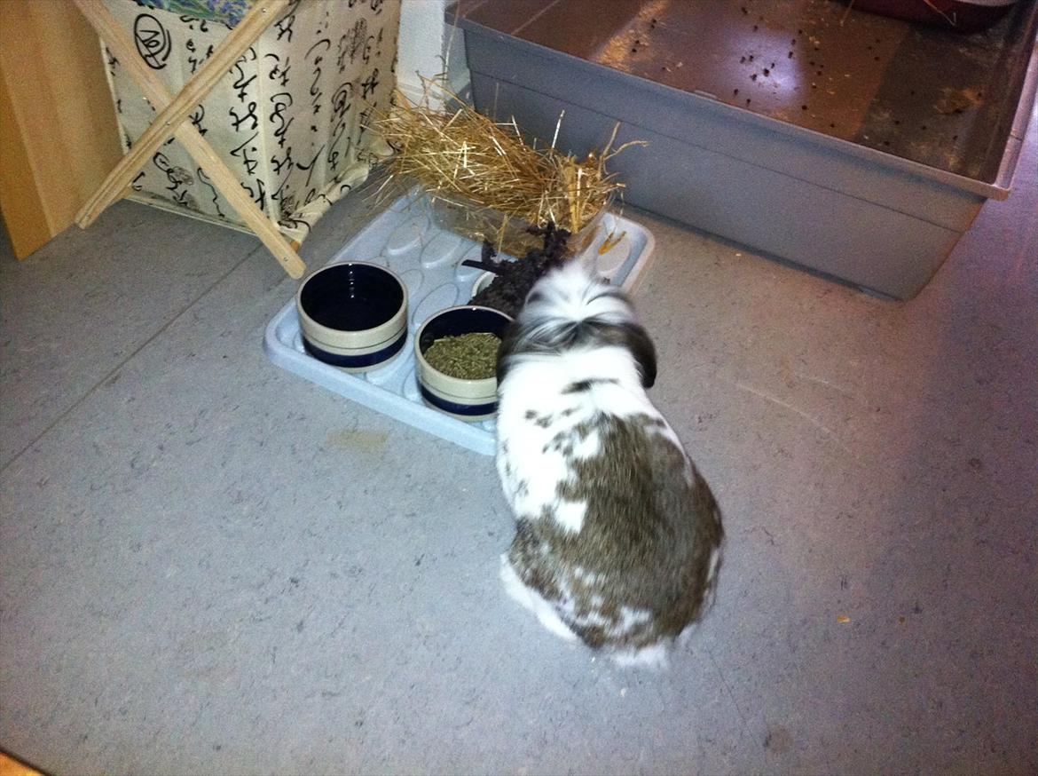 Kanin Tarzan Elvis Kløvedal *R.I.P* - MAM xD billede 3