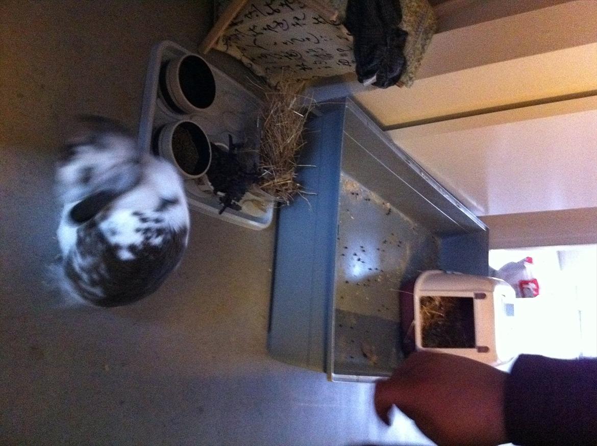 Kanin Tarzan Elvis Kløvedal *R.I.P* - hehe hans "sted" skulle lige med :P billede 4