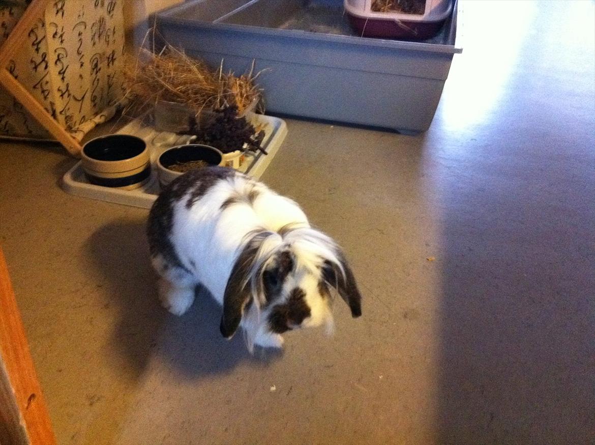 Kanin Tarzan Elvis Kløvedal *R.I.P* - han er så cute :) billede 5