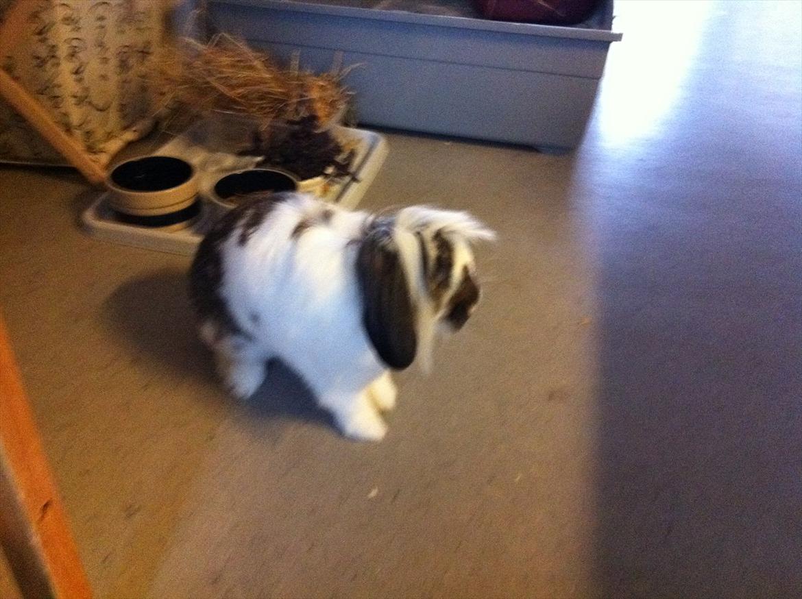 Kanin Tarzan Elvis Kløvedal *R.I.P* - han er bare ikke fotogen... kan ikke få gode billeder af ham :) billede 6