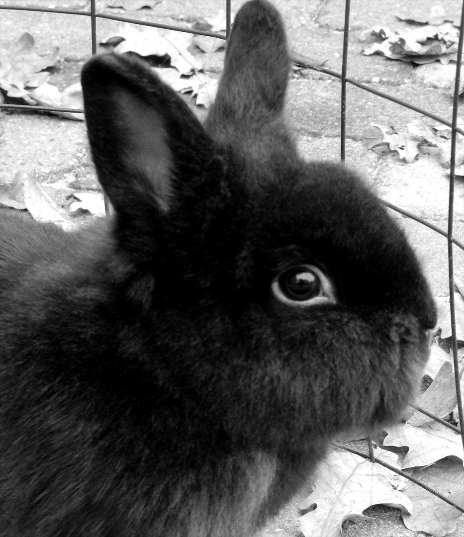 Kanin Speedy Cornsarles (forsvundet) :´( - Efterårsbillede :D billede 2