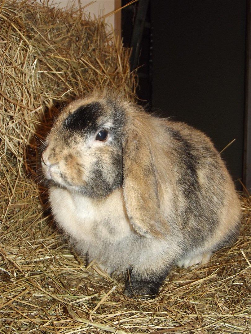 Kanin Stampe billede 7