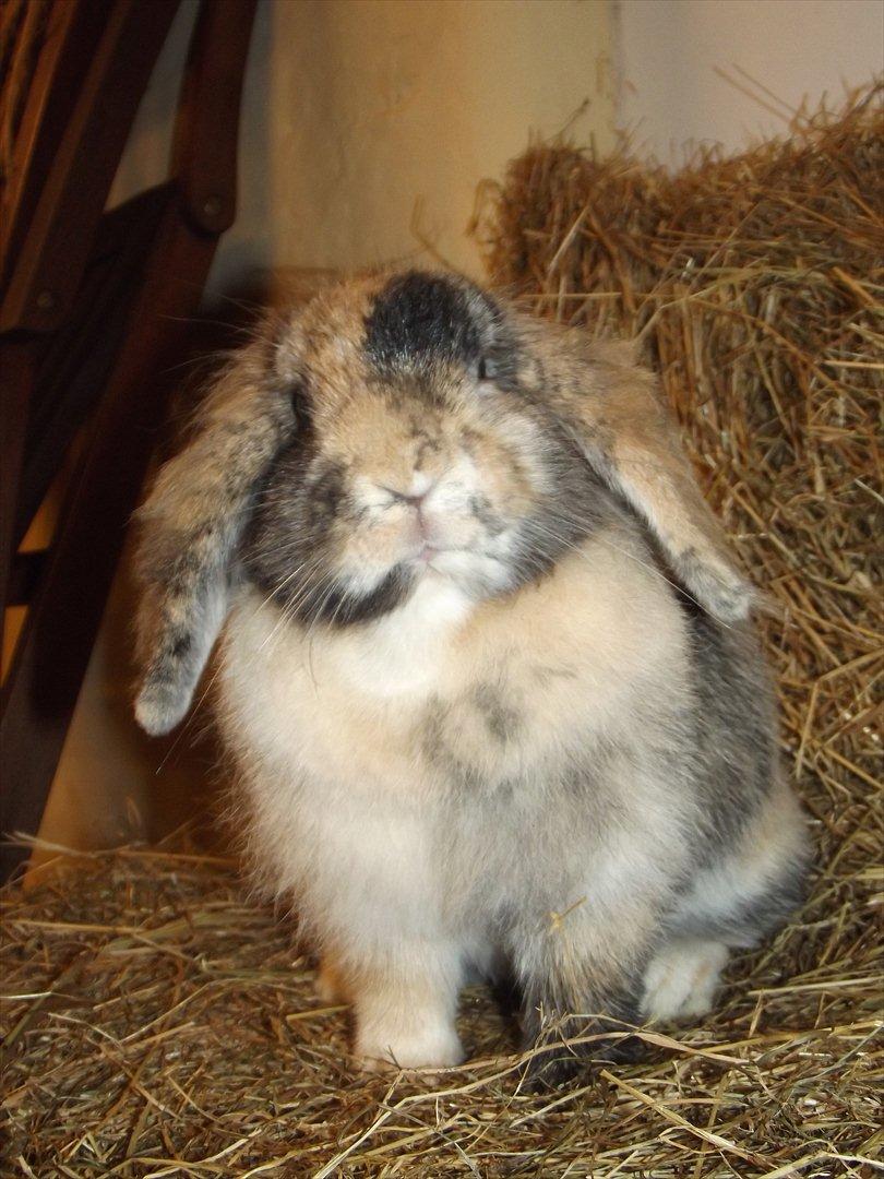 Kanin Stampe billede 5