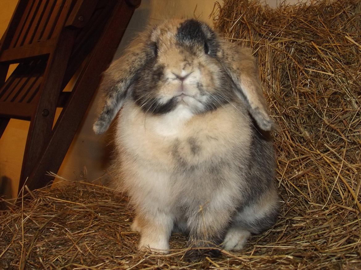 Kanin Stampe billede 1