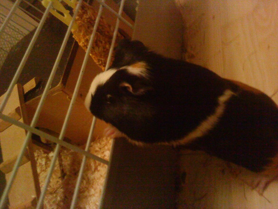 Marsvin Snuske billede 9