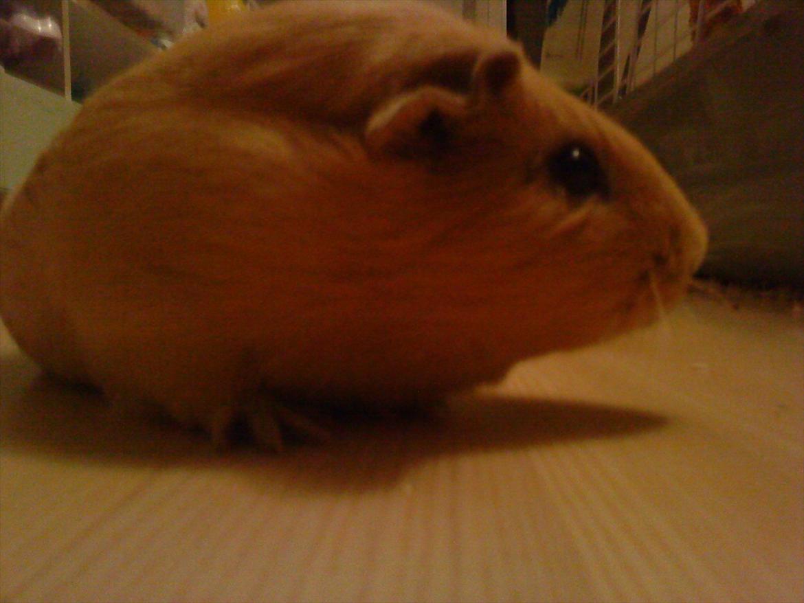 Marsvin Snoppy [Delle dyret] billede 5