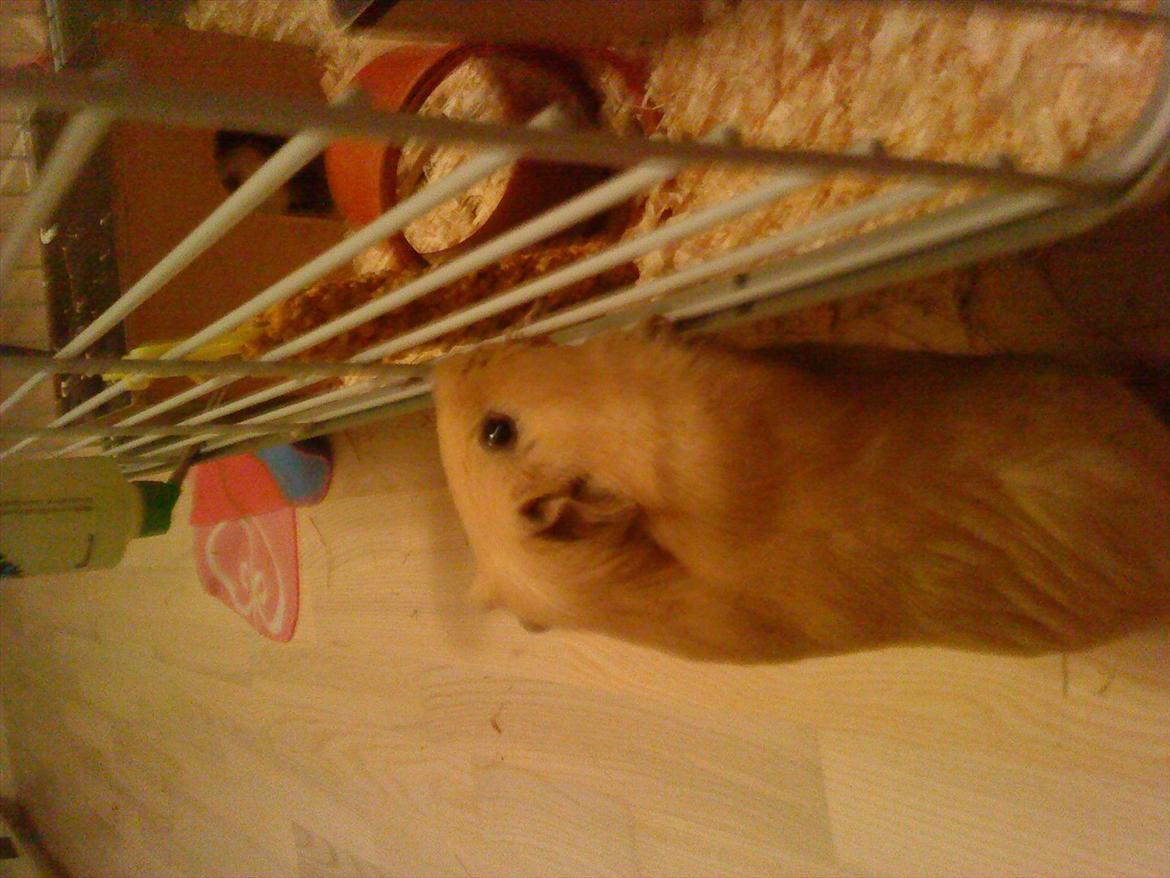 Marsvin Snoppy [Delle dyret] billede 6