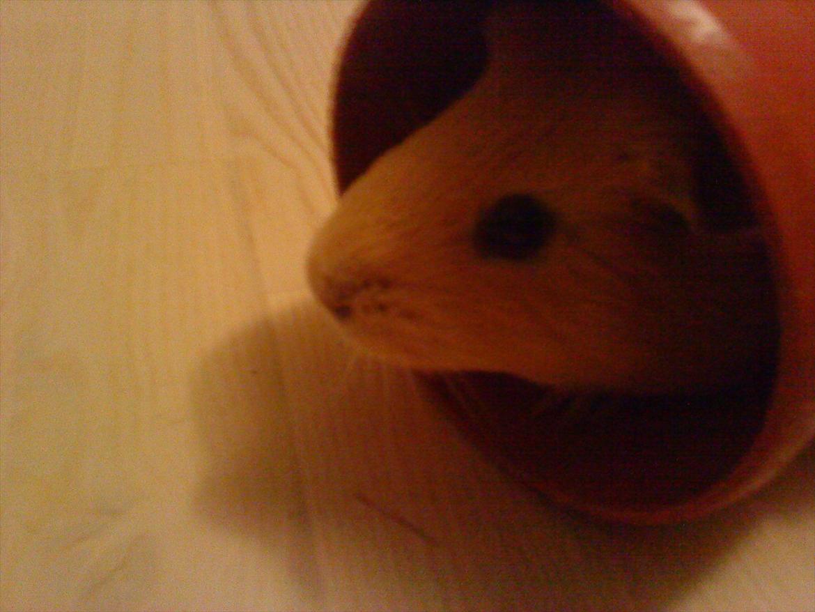 Marsvin Snoppy [Delle dyret] billede 7