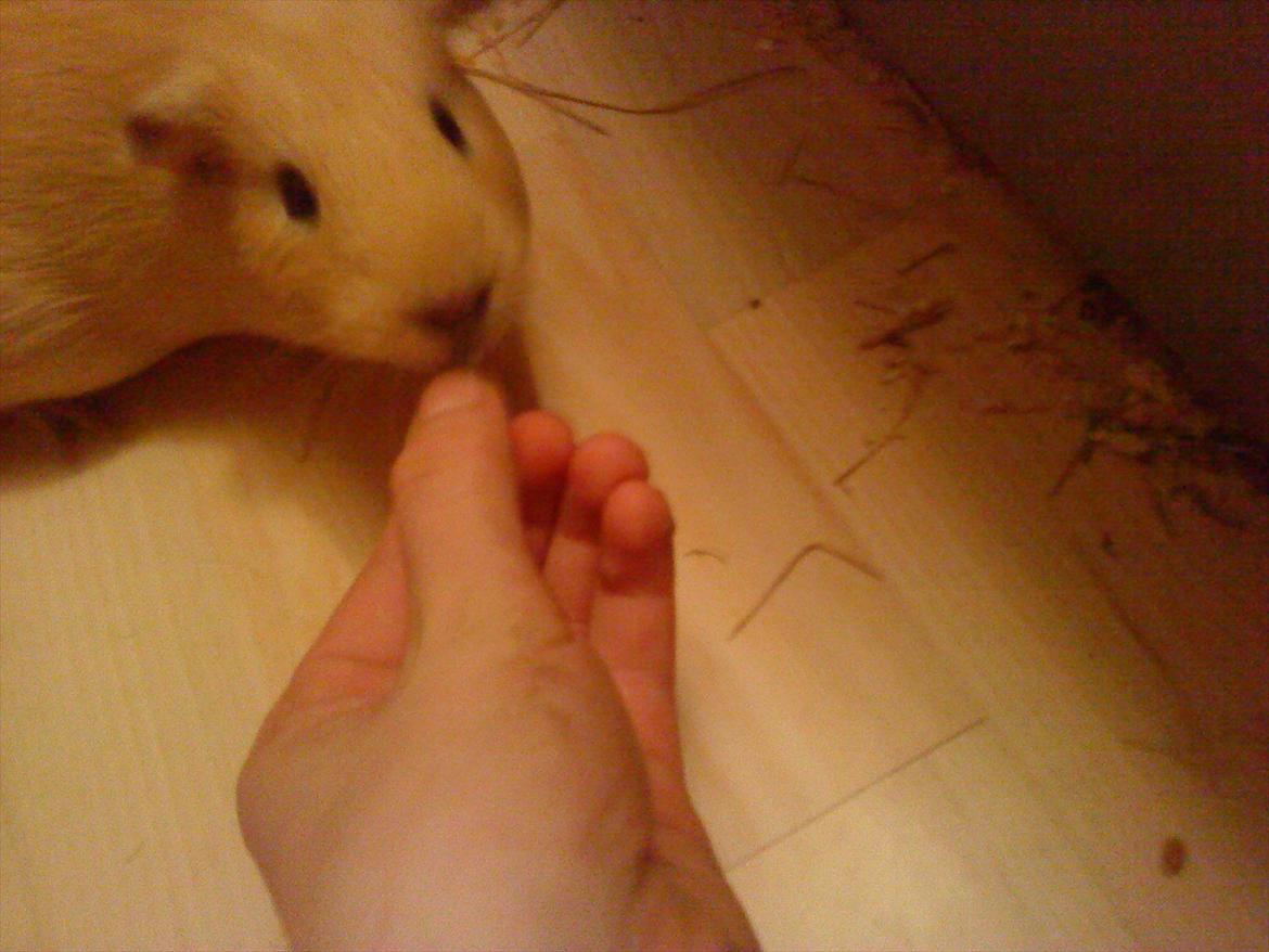 Marsvin Snoppy [Delle dyret] - Giv mig <3 billede 8