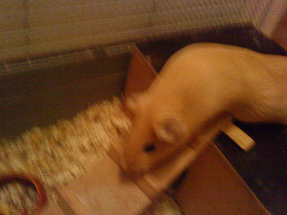 Marsvin Snoppy [Delle dyret] billede 9