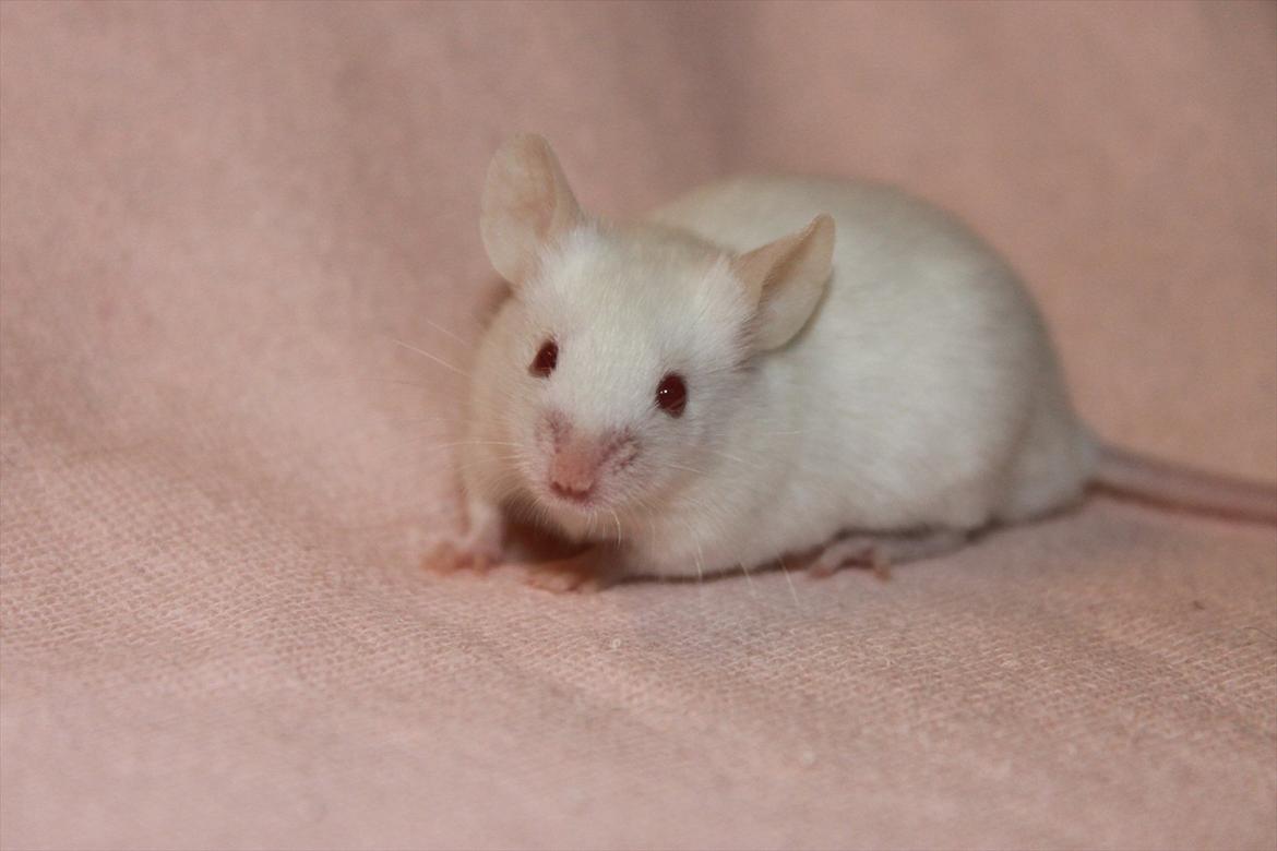 Mus Charlie billede 2