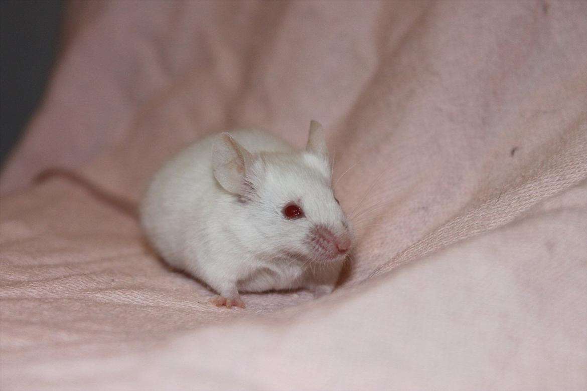 Mus Charlie billede 4