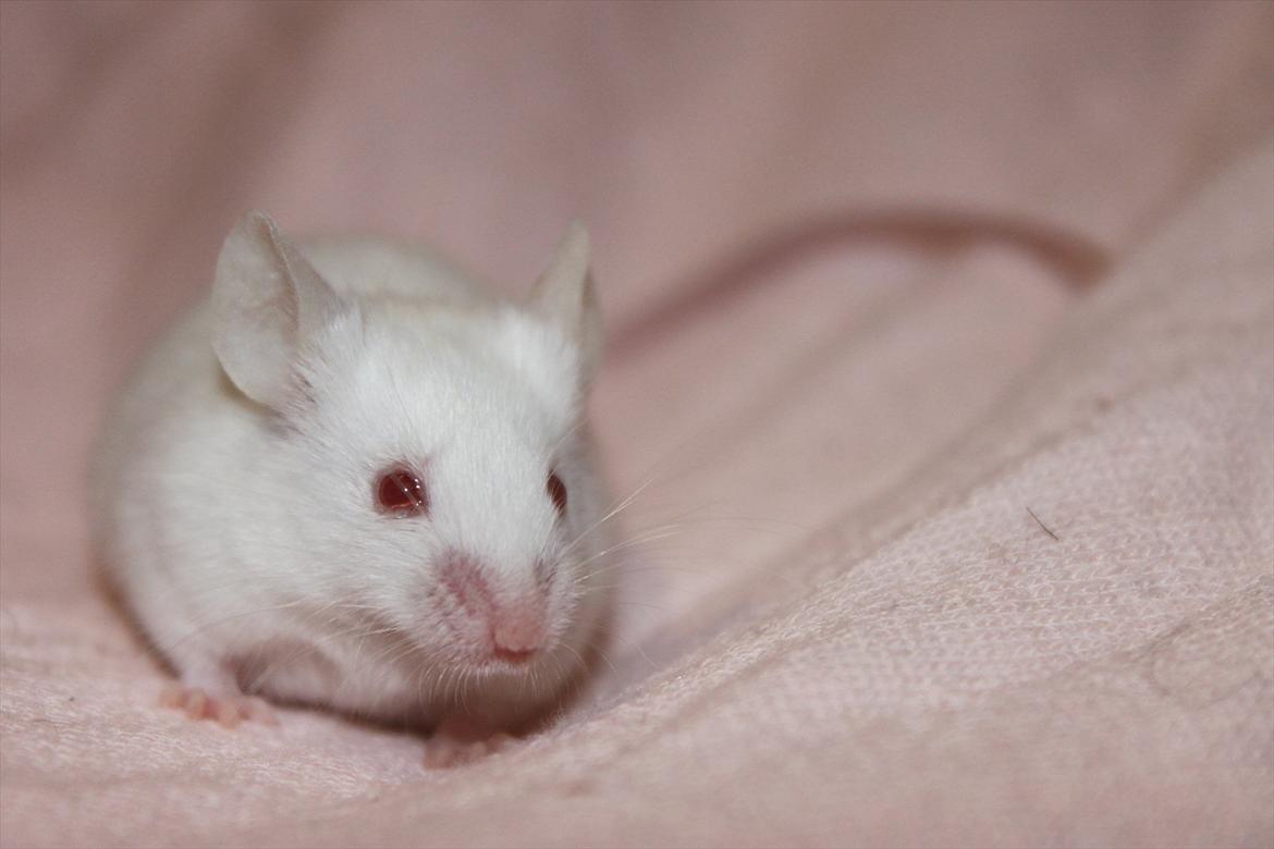 Mus Charlie billede 1