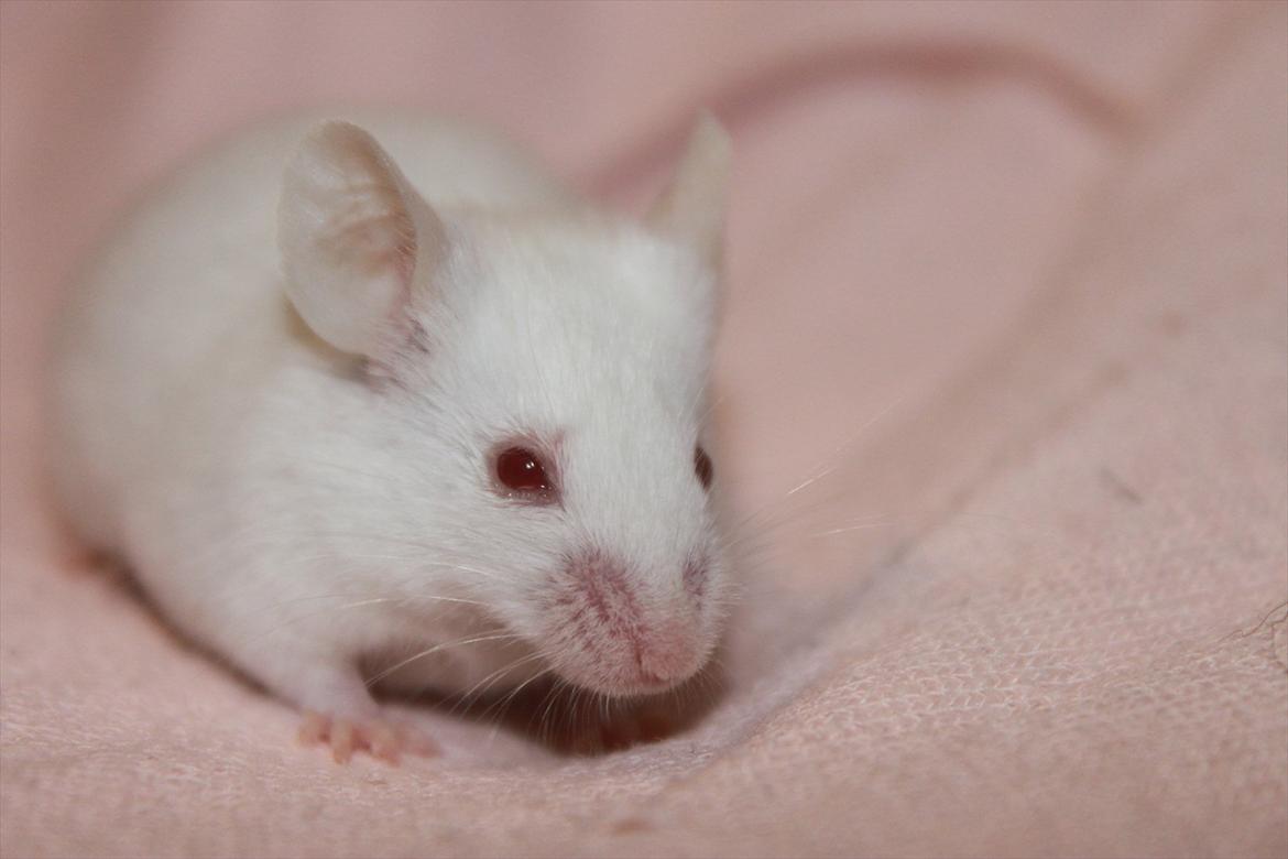 Mus Charlie billede 3