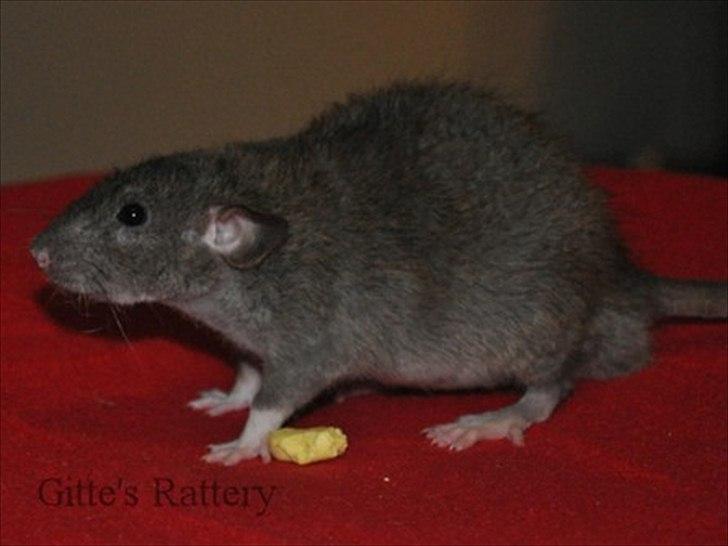 Tamrotte Cooper RIP - 4/11-11. billede 17