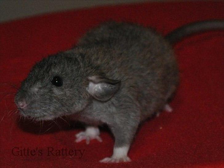 Tamrotte Cooper RIP - 4/11-11. billede 18