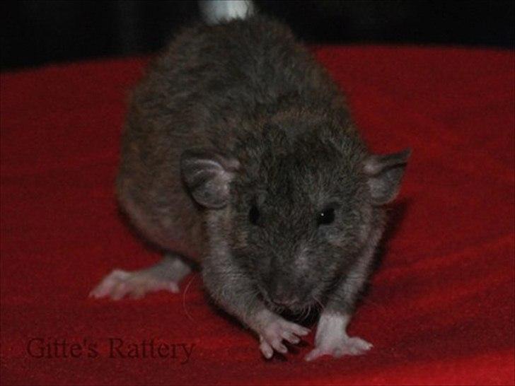 Tamrotte Cooper RIP - 4/11-11. billede 19